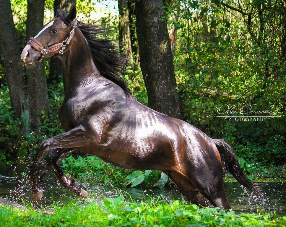 Отель Karalinski Falvarok Tyzengauza Королино Экстерьер фото